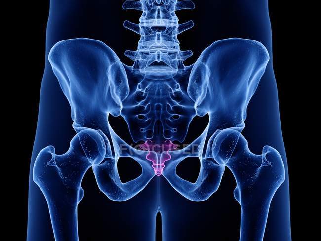 Male skeleton part with visible coccyx, computer illustration. — Stock Photo