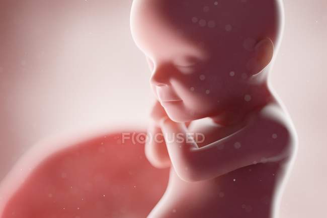 Реалістичний людський плід на 30 тижні, комп'ютерна ілюстрація . — стокове фото