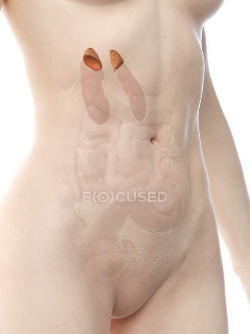 Figura anatomica femminile con ghiandole surrenali dettagliate, illustrazione digitale . — Foto stock