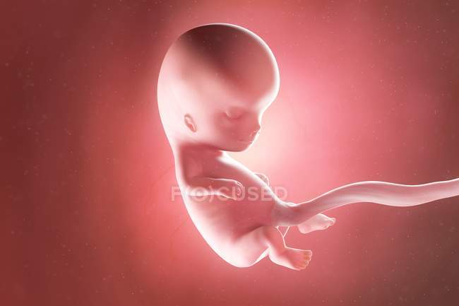 Foetus humain à la semaine 10, illustration par ordinateur . — Photo de stock