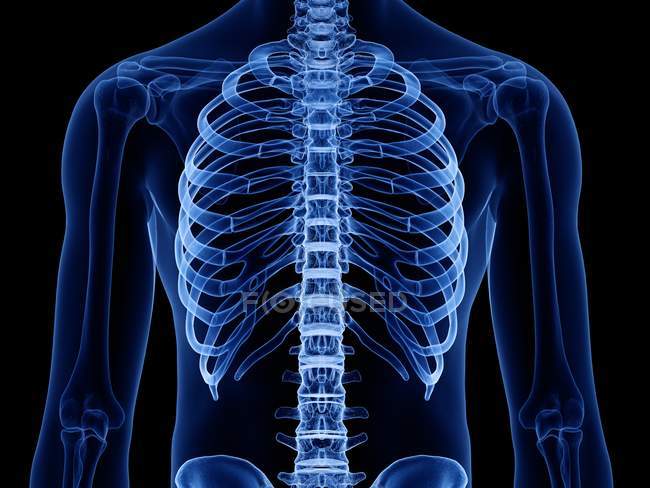Кости грудной клетки в рентгеновской цифровой иллюстрации человеческого тела . — стоковое фото