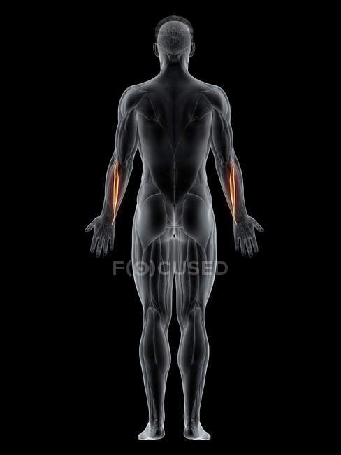 Männlicher Körper mit sichtbarem farbigen Streckmuskel carpi ulnaris, Computerillustration. — Stockfoto