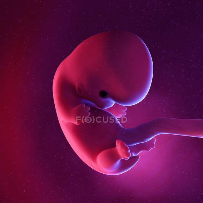 Foetus humain à la semaine 8, illustration numérique multicolore . — Photo de stock