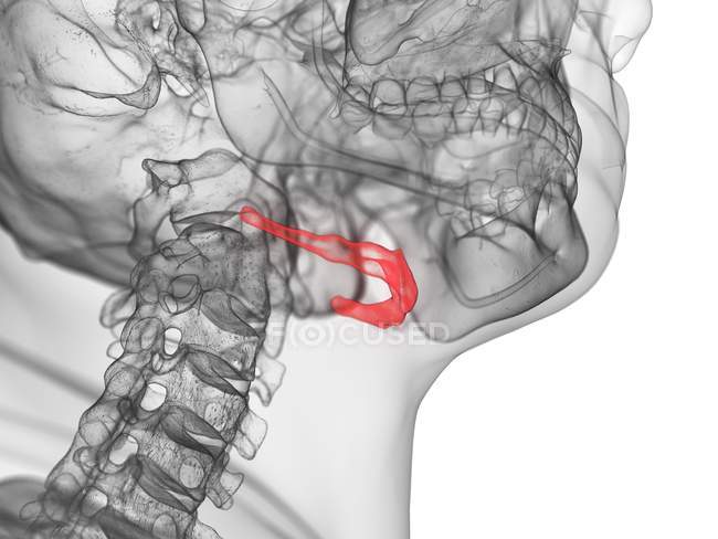 Osso hioide em corpo humano transparente, ilustração computacional . — Fotografia de Stock