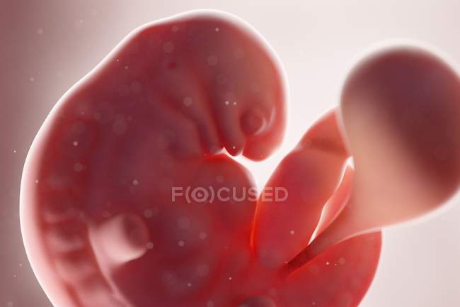 Fœtus humain réaliste à la semaine 6, illustration par ordinateur . — Photo de stock