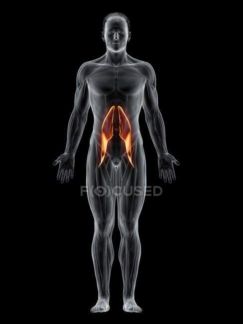 Абстрактное мужское тело с подробным Psoas основные мышцы, компьютерная иллюстрация
. — стоковое фото