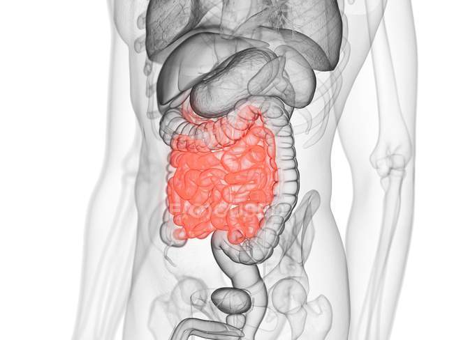 Silhueta masculina transparente com intestino delgado colorido, ilustração do computador . — Fotografia de Stock