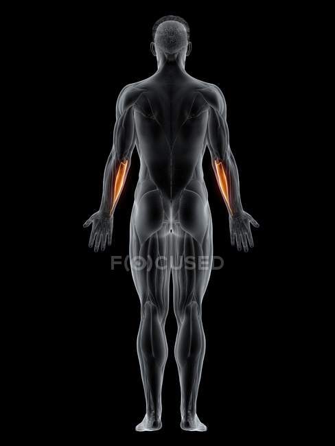 Männlicher Körper mit sichtbarem farbigem Flexor carpi ulnaris Muskel, Computerillustration. — Stockfoto