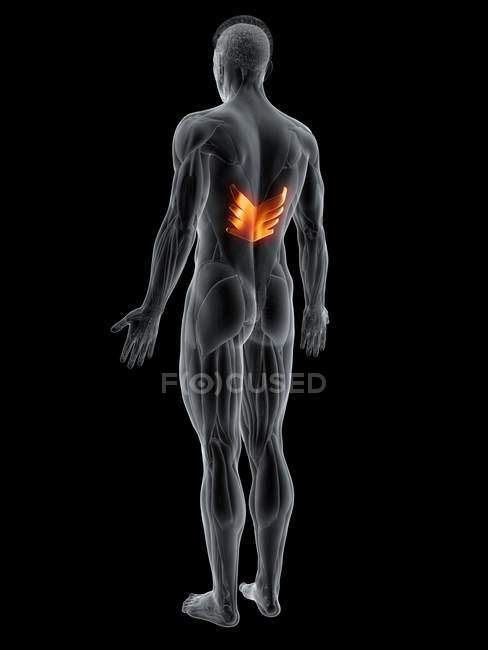 Abstrakte männliche Figur mit detailliertem Serratus posterior inferior Muskel, Computerillustration. — Stockfoto