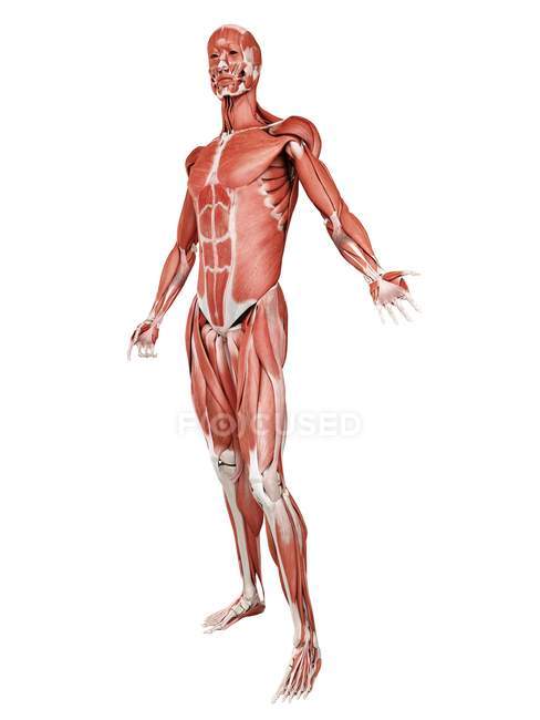 Мужская мускулатура в полный рост, цифровая иллюстрация изолированы на белом фоне
. — стоковое фото