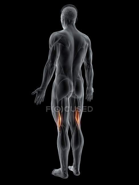 Abstract male body with detailed Biceps femoris short muscle, computer illustration. — Stock Photo