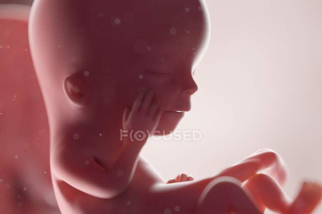Fœtus humain réaliste à la semaine 12, illustration par ordinateur . — Photo de stock