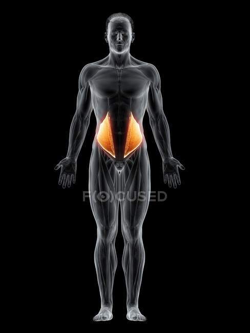 Cuerpo masculino abstracto con músculo oblicuo interno detallado, ilustración por ordenador . - foto de stock