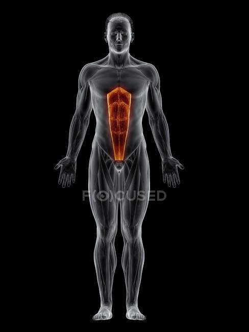 Corpo maschile astratto con muscolo addominale Rectus dettagliato, illustrazione del computer . — Foto stock