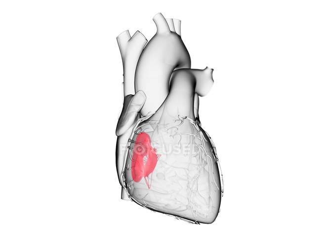 Людське серце з кольоровим тристулковим клапаном, комп'ютерна ілюстрація . — стокове фото