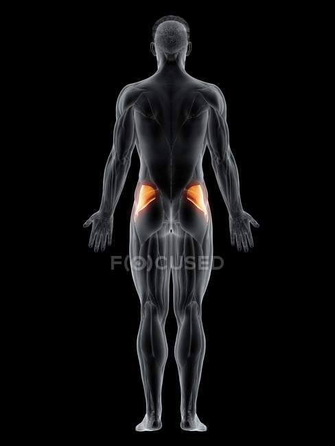 Männlicher Körper mit sichtbarem farbigen Gesäßmuskel, Computerillustration. — Stockfoto