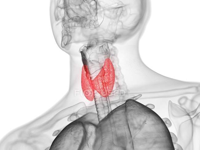 Figura masculina abstracta que muestra la glándula tiroides de color, ilustración por computadora . - foto de stock