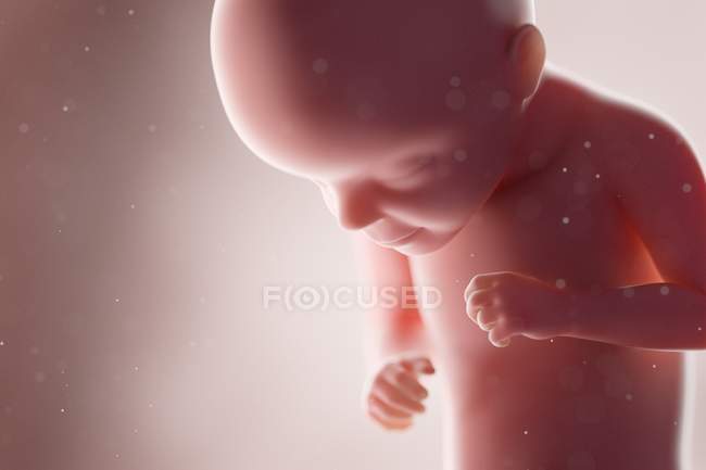 Fœtus humain réaliste à la semaine 29, illustration par ordinateur . — Photo de stock
