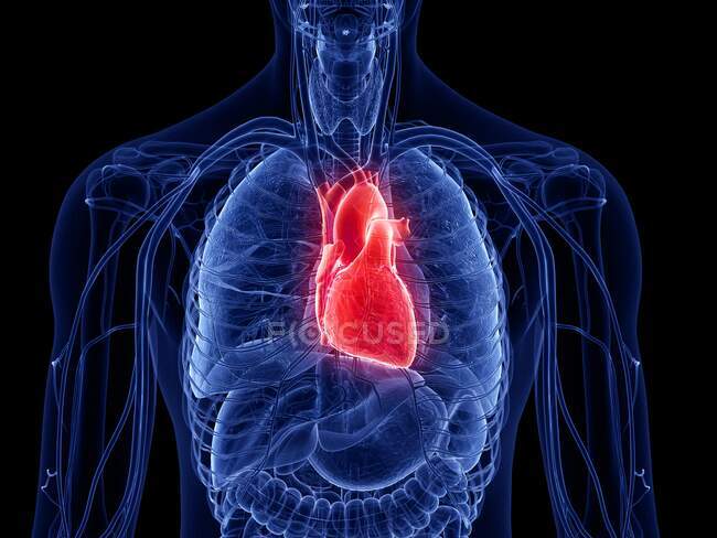 Coração humano, ilustração computacional — Fotografia de Stock