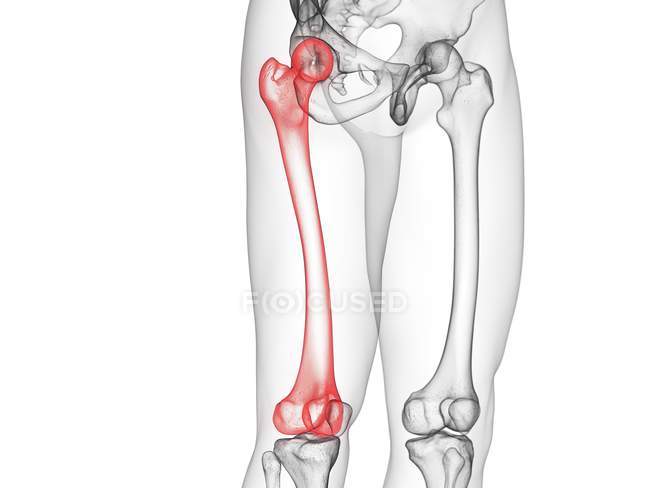 Piernas esqueleto masculino con huesos de fémur visibles, ilustración por ordenador . - foto de stock