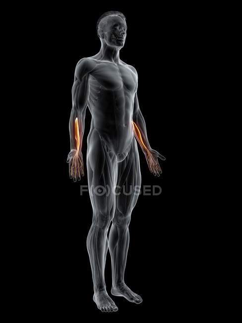 Abstrakte männliche Figur mit detailliertem Flexor digitorum profundus Muskel, digitale Illustration. — Stockfoto