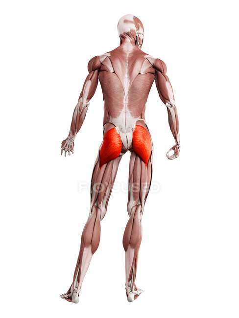 Physical male figure with detailed Gluteus maximus muscle, digital illustration. — Stock Photo