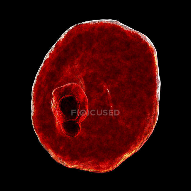 Plasmodium ovale Protozoen, Computerillustration. — Stockfoto