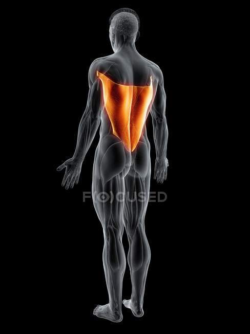 Abstract male body with detailed Latissimus dorsi muscle, computer illustration. — Stock Photo