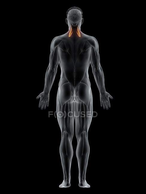 Cuerpo masculino con músculo medio Scalene de color visible, ilustración por ordenador . - foto de stock