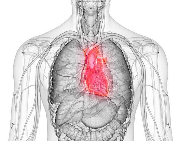 Figura masculina abstracta que muestra el corazón humano de color, ilustración por computadora . - foto de stock