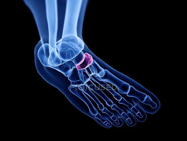Navicular bone in transparent human body, computer illustration. — Stock Photo