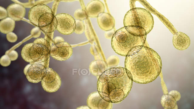 Ilustración por computadora del hongo de levadura unicelular Candida auris
. - foto de stock
