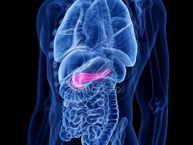 Pink colored pancreas in male human body, digital illustration. — Stock Photo