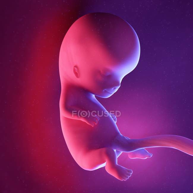 Foetus humain à la semaine 10, illustration numérique multicolore
. — Photo de stock