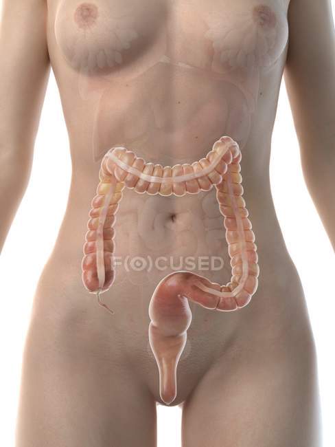 Weibliche anatomische Figur mit detailliertem Dickdarm, Computerillustration. — Stockfoto