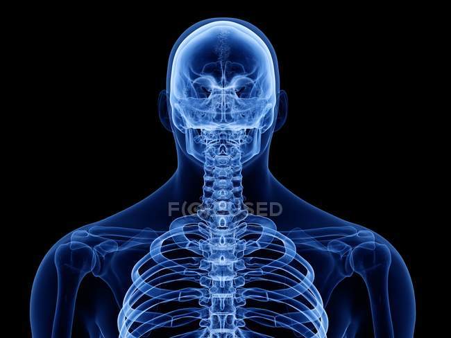 Ossos do corpo superior do corpo humano masculino, ilustração digital . — Fotografia de Stock