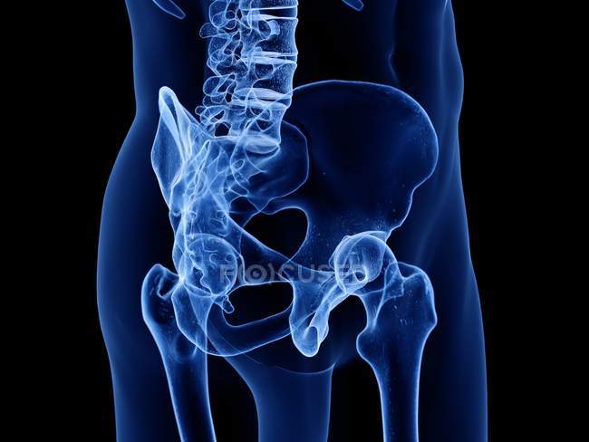 Silueta transparente del cuerpo humano con articulaciones visibles de la cadera, ilustración por ordenador
. — Stock Photo