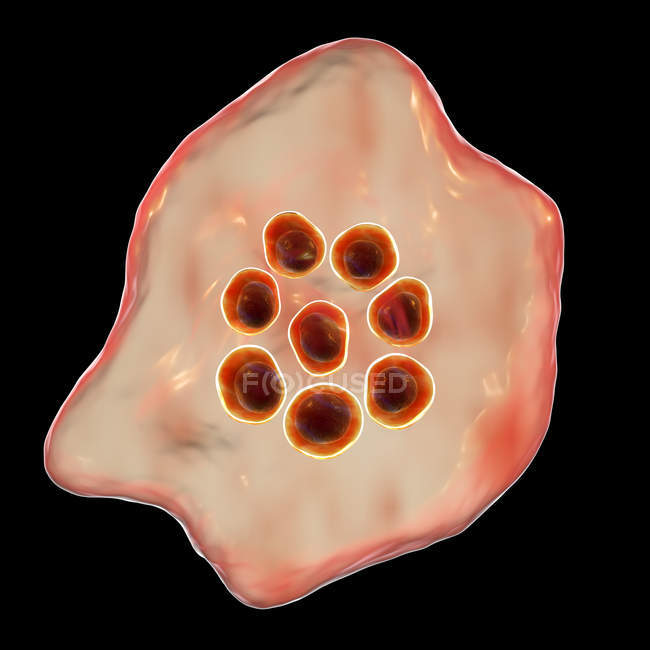 Plasmodium ovale protozoan, ilustración digital
. - foto de stock