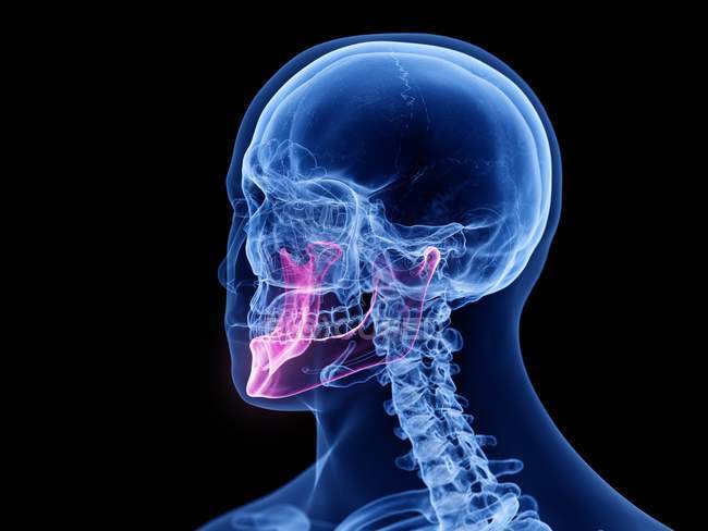 Hueso de la mandíbula en el cuerpo humano transparente, ilustración por computadora . - foto de stock