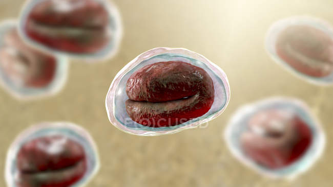 Enterobius vermicularis huevos de gusano que contienen larvas de gusano, agente causal de enterobiasis, ilustración por computadora
. - foto de stock