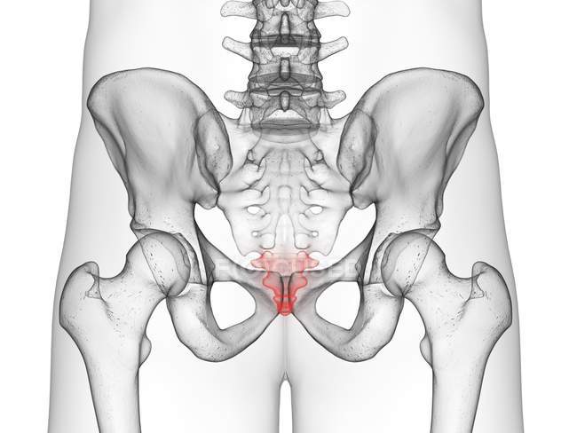 Parte do esqueleto masculino com cóccix visível, ilustração de computador . — Fotografia de Stock