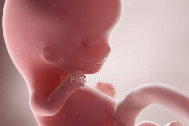Fœtus humain réaliste à la semaine 9, illustration par ordinateur . — Photo de stock