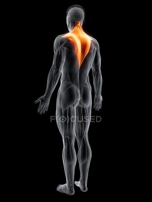Абстрактная мужская фигура с детальной трапециевидной мышцей, компьютерная иллюстрация
. — стоковое фото