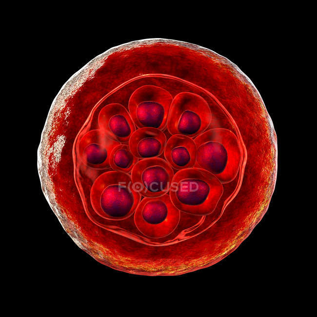 Plasmodium vivax protozoan, компьютерная иллюстрация . — стоковое фото