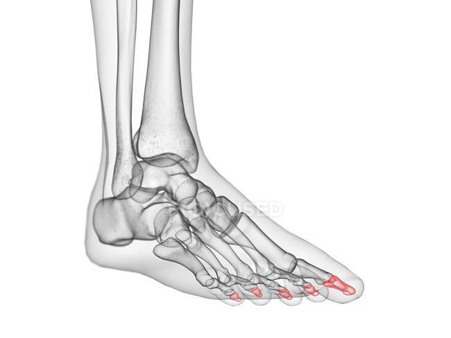 Male skeleton foot with visible distal phalanx, computer illustration. — Stock Photo