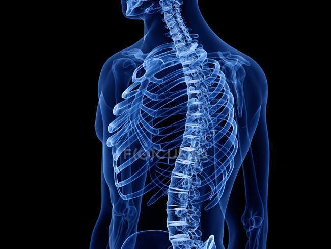 Huesos de tórax en rayos X ilustración digital del cuerpo humano
. — Stock Photo