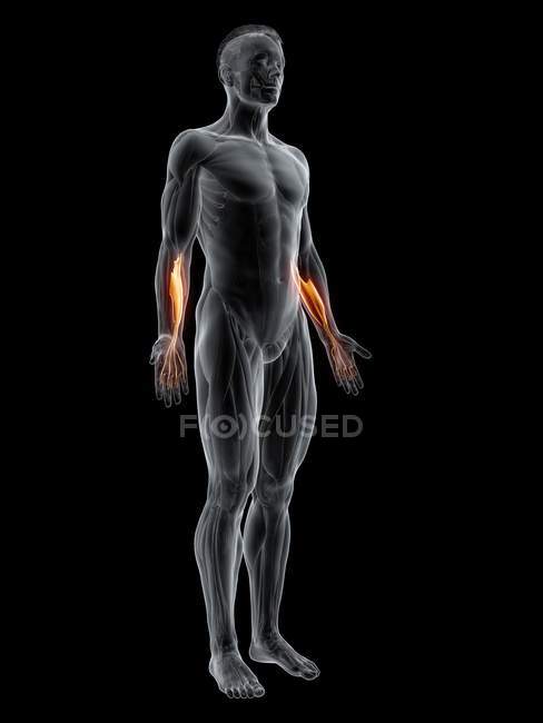 Абстрактна чоловіча фігура з детальним Flexor digitorum surfaceficialis м'яз, цифрова ілюстрація . — стокове фото