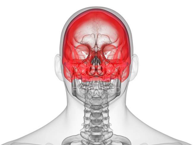 Silueta masculina transparente con huesos de cráneo de color, vista frontal, ilustración por computadora
. — Stock Photo