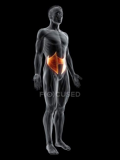 Abstrakte männliche Figur mit detaillierter innerer Schrägmuskulatur, digitale Illustration. — Stockfoto
