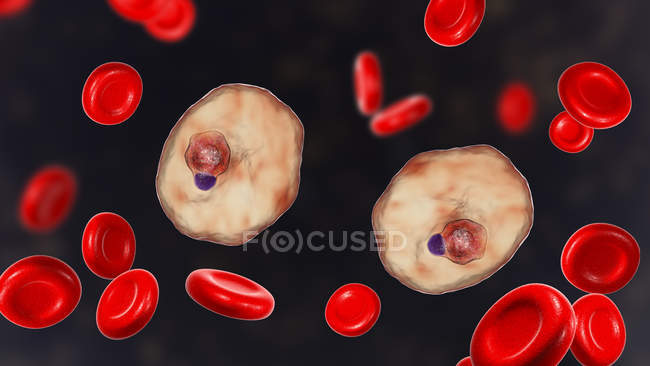Plasmodium ovale protozoan parasites and red blood cell in flow, illustrazione del computer
. — Foto stock